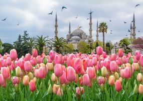 Фестивал на лалетата в Истанбул, Турция с автобус от София - 3 нощувки